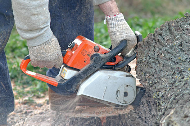 How Our Tree Care Process Works  in  Port Clinton, OH